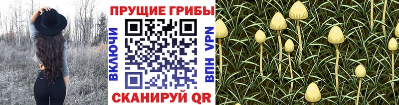 Галлюциногенные грибы Psilocybe  Собинка 